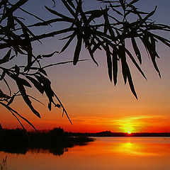 photo "Belarusian landscape with a dream of the tropics"