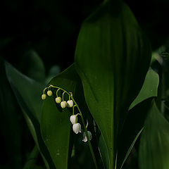 photo "Suzuran in the shade"