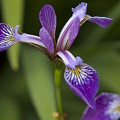 photo "Iris"