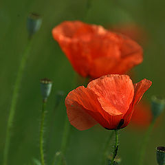 photo "Upward to the poppy"