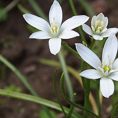 фото "flowers"