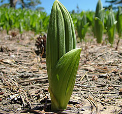 photo "The young sprout"