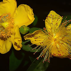 photo "Yellow Splendor....."