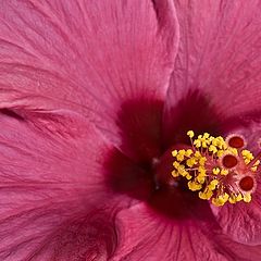 photo "hibiscus"