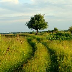 фото "Лето"