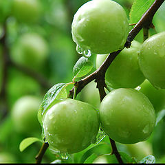 photo "Rainly Plums"