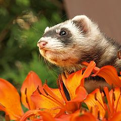 photo "In the flowers.."