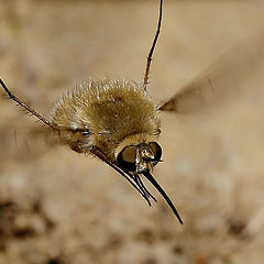 photo "Bombylius major"