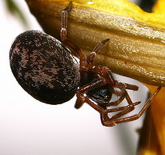 фото "Araneae No.1"