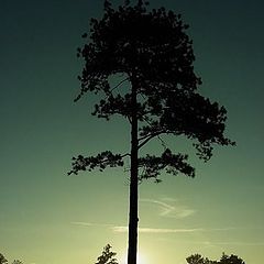 photo "Дерево"