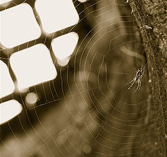 photo "Underground"