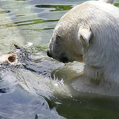 photo "Polar bear lunch."