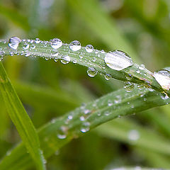 photo "After rain"