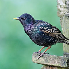 фото "Скворец - Sturnus vulgaris"