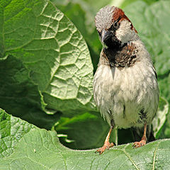 photo "Sparrow"