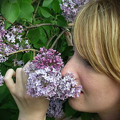 photo "Lilac"