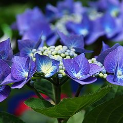 photo "crown of blue"