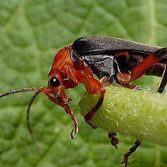 фото "Coleoptera No.1"