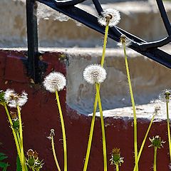 photo "Dandelions"