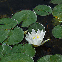 photo "Water Flower/"