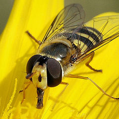 фото "Syrphus ribesii"