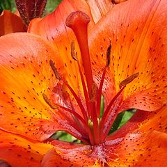 photo "Flower"