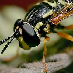 фото "Syrphidae No.2"
