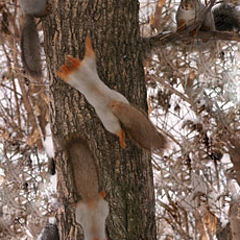 photo "Squirrels (photofun)"