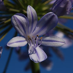 photo "FLOWER  FIREWORK."