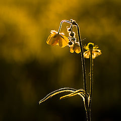 photo "Flowers of the light"