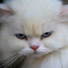 фото "A distrustful looking"