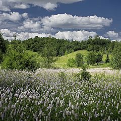 photo "Flowering meadow"