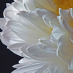 photo "Chrysanthemum"