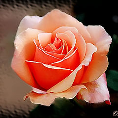 фото "ROSE"