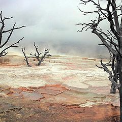 фото "Mammoth Springs"