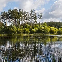 photo "Forestry lakelet"