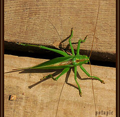 photo "Grasshopper"