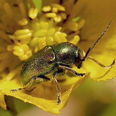 фото "Cryptocephalus sericeus No."