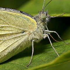 фото "Lepidoptera No.1"