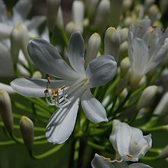 photo "WHITE DANCE."