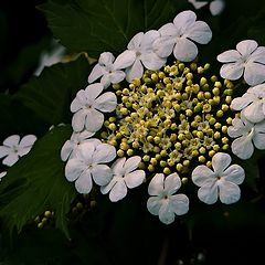 photo "Guelder-rose"