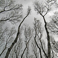 photo "Looking Up"