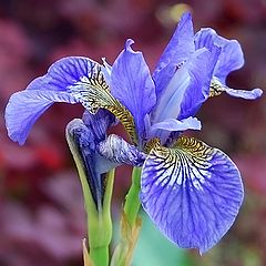 photo "Iris"