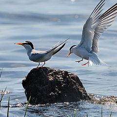 photo "Sterna hirundo"