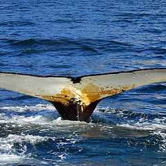 photo "Humpback Whale"