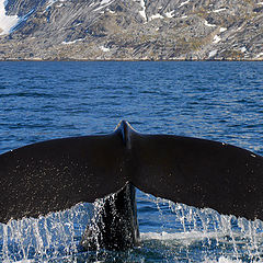 photo "Humpback Whale"