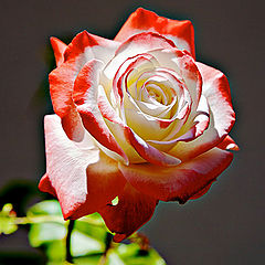 фото "Silent Rose"