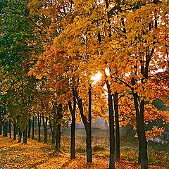 фото "Переделкинские клены. Осень"