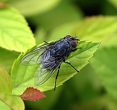 photo "My first macro shot."