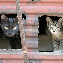 photo "Городские кошки"